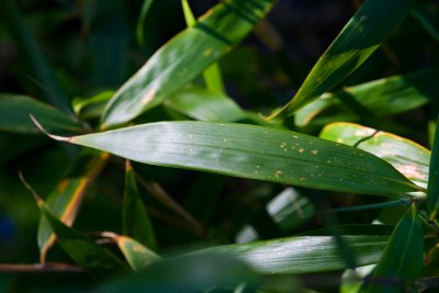 Fargesia Robusta - bambus - list